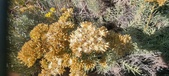 Enlarge photo 217