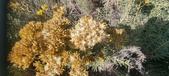 Enlarge photo 218