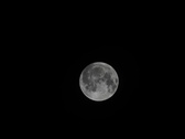 Enlarge photo 221