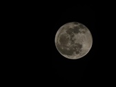 Enlarge photo 199