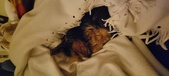 Enlarge photo 131