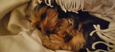 Enlarge photo 121