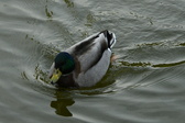 Enlarge photo 121