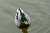 Enlarge photo 116