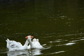Enlarge photo 105