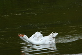 Enlarge photo 102