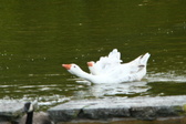 Enlarge photo 100