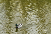 Enlarge photo 94