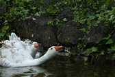 Enlarge photo 88
