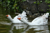 Enlarge photo 86