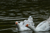 Enlarge photo 79