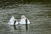 Enlarge photo 76