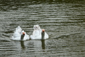 Enlarge photo 75