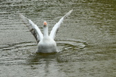 Enlarge photo 67