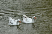 Enlarge photo 66