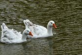 Enlarge photo 65