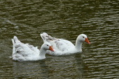 Enlarge photo 64
