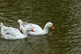 Enlarge photo 62