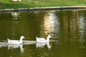 Enlarge photo 60