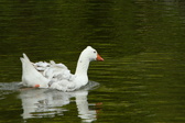Enlarge photo 54