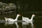 Enlarge photo 49