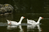 Enlarge photo 48
