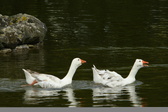 Enlarge photo 77