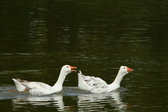 Enlarge photo 47