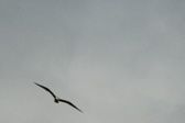 Enlarge photo 43