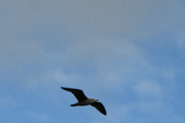 Enlarge photo 41