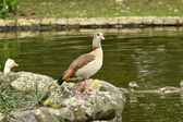 Enlarge photo 34