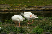 Quarry Garden