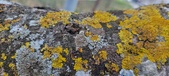 Enlarge photo 74