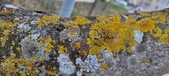 Enlarge photo 79