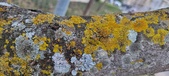 Enlarge photo 78