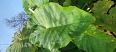 Enlarge photo 148