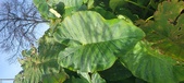 Enlarge photo 149