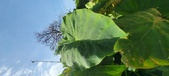 Enlarge photo 151