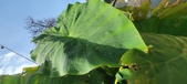 Enlarge photo 152