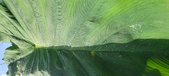 Enlarge photo 154