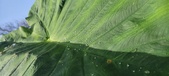Enlarge photo 156