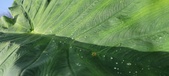 Enlarge photo 155