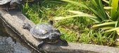 Enlarge photo 165