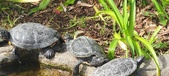 Enlarge photo 163