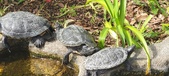 Enlarge photo 167