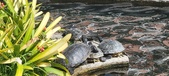 Enlarge photo 170