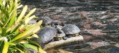 Enlarge photo 174