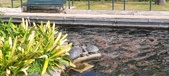 Enlarge photo 171