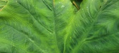 Enlarge photo 176