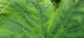 Enlarge photo 177